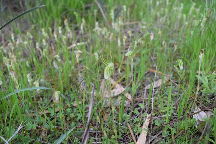 Pterostylis - Orchid-WFH-Sep-2018p0017.JPG